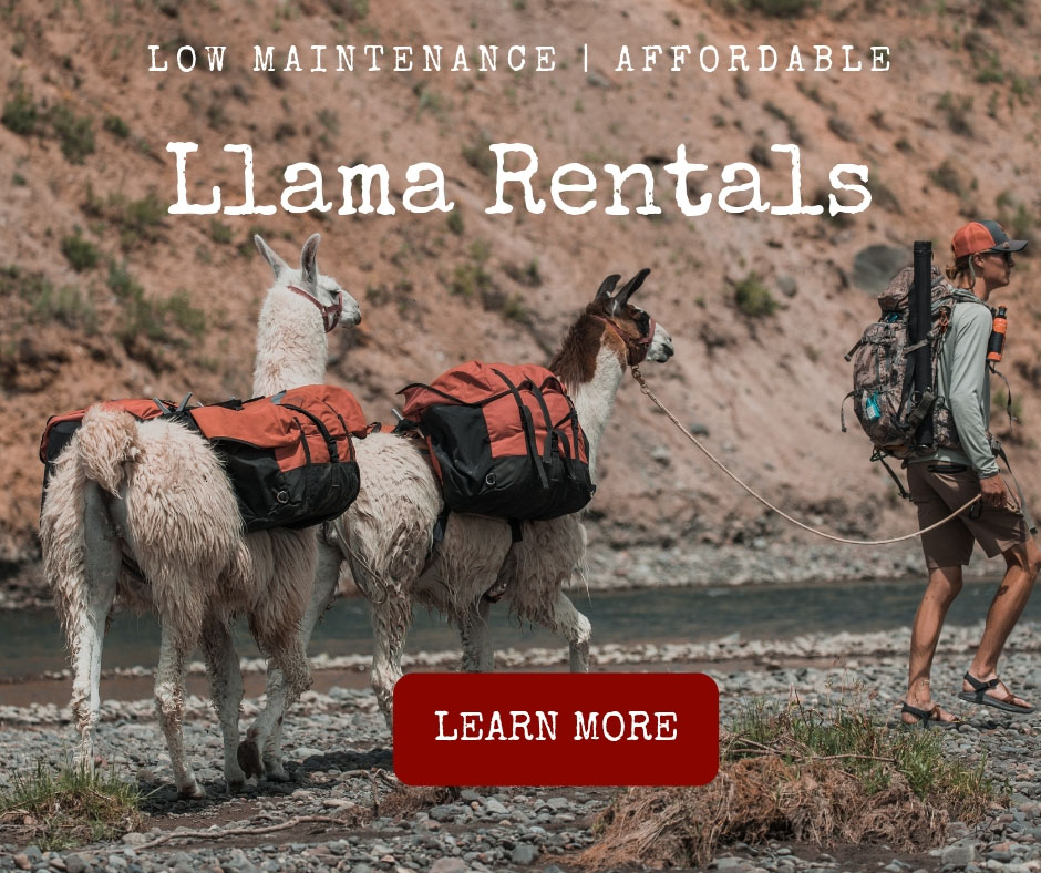 Renting A Llama Near Me