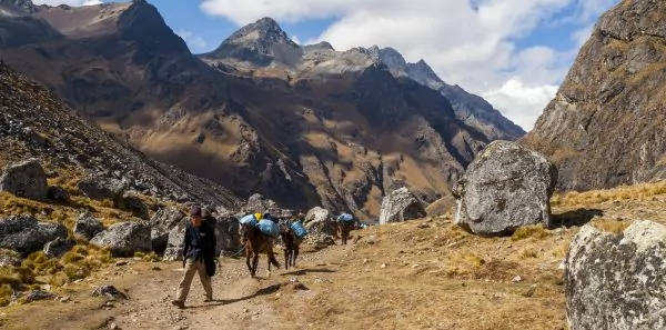 Pack Horses on the Salcantay Trail, Peru, an International trek