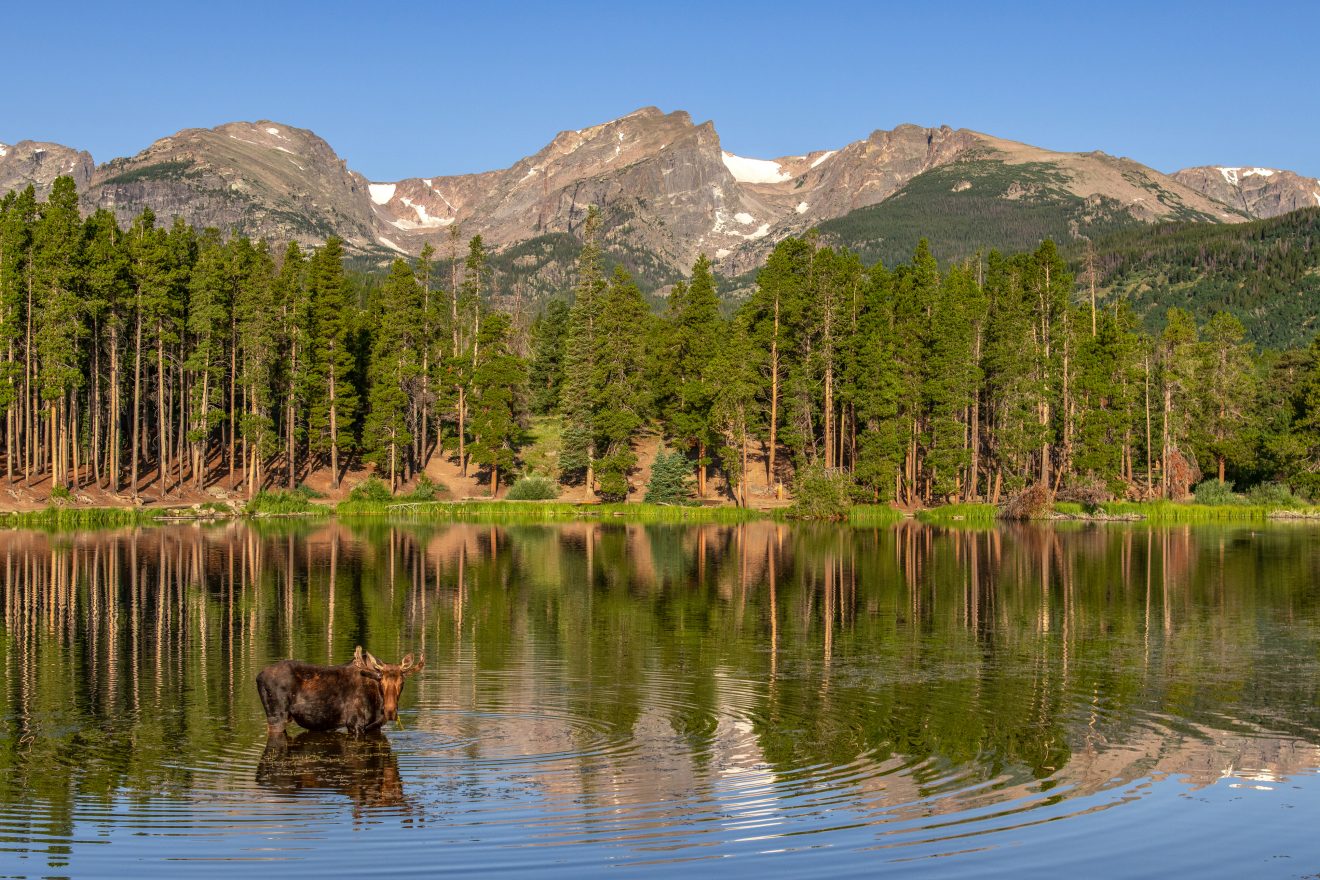 Bull Moose at Sprague Lake in the early morning light. Estes Park, Colorado