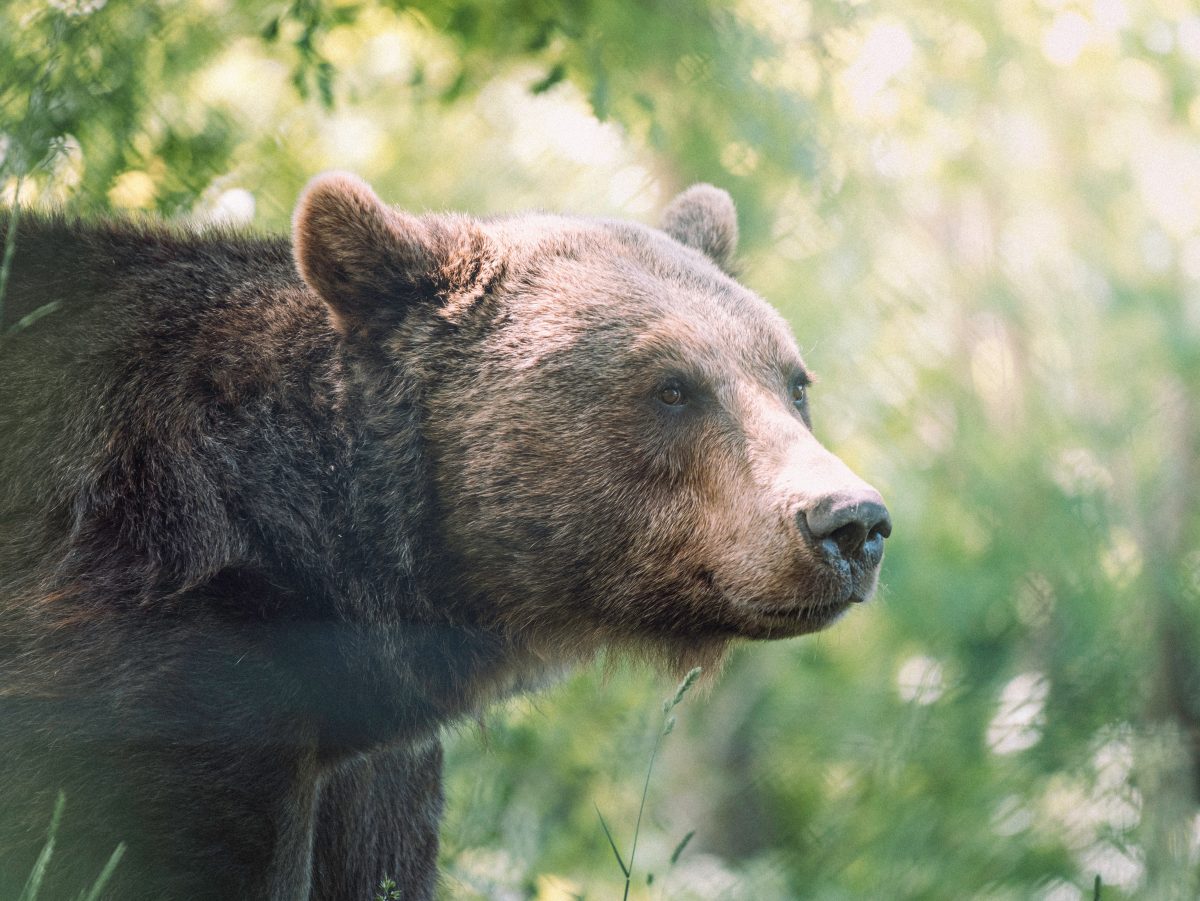 What Should You Do When the Bear Is Cinnamon? - The New York Times