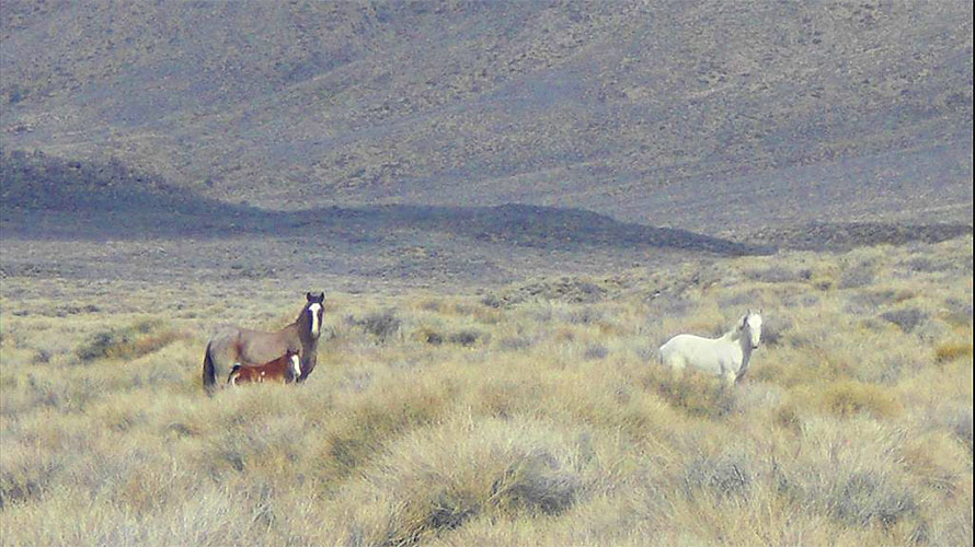 3 Reasons To Hike Death Valley's Cottonwood & Marble Canyons: Unveil the Majesty!