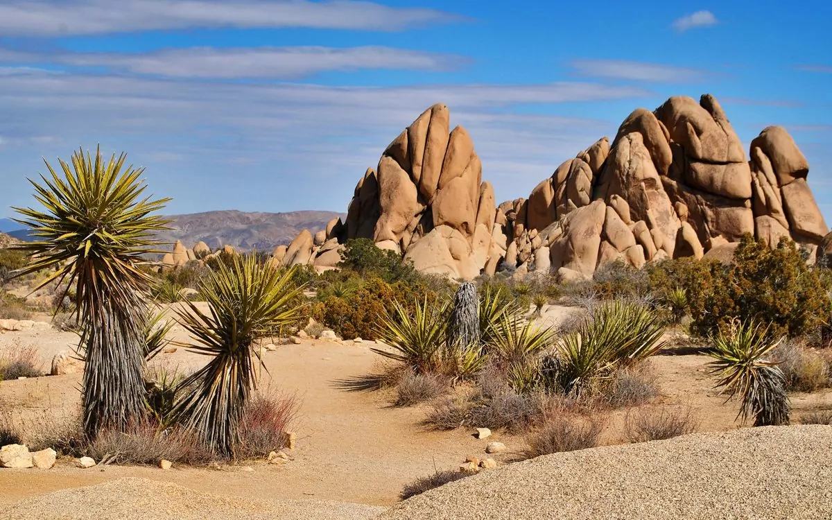 ALL-ABOUT-JOSHUA-TREE-NATIONAL-PARK-1200x750.jpg