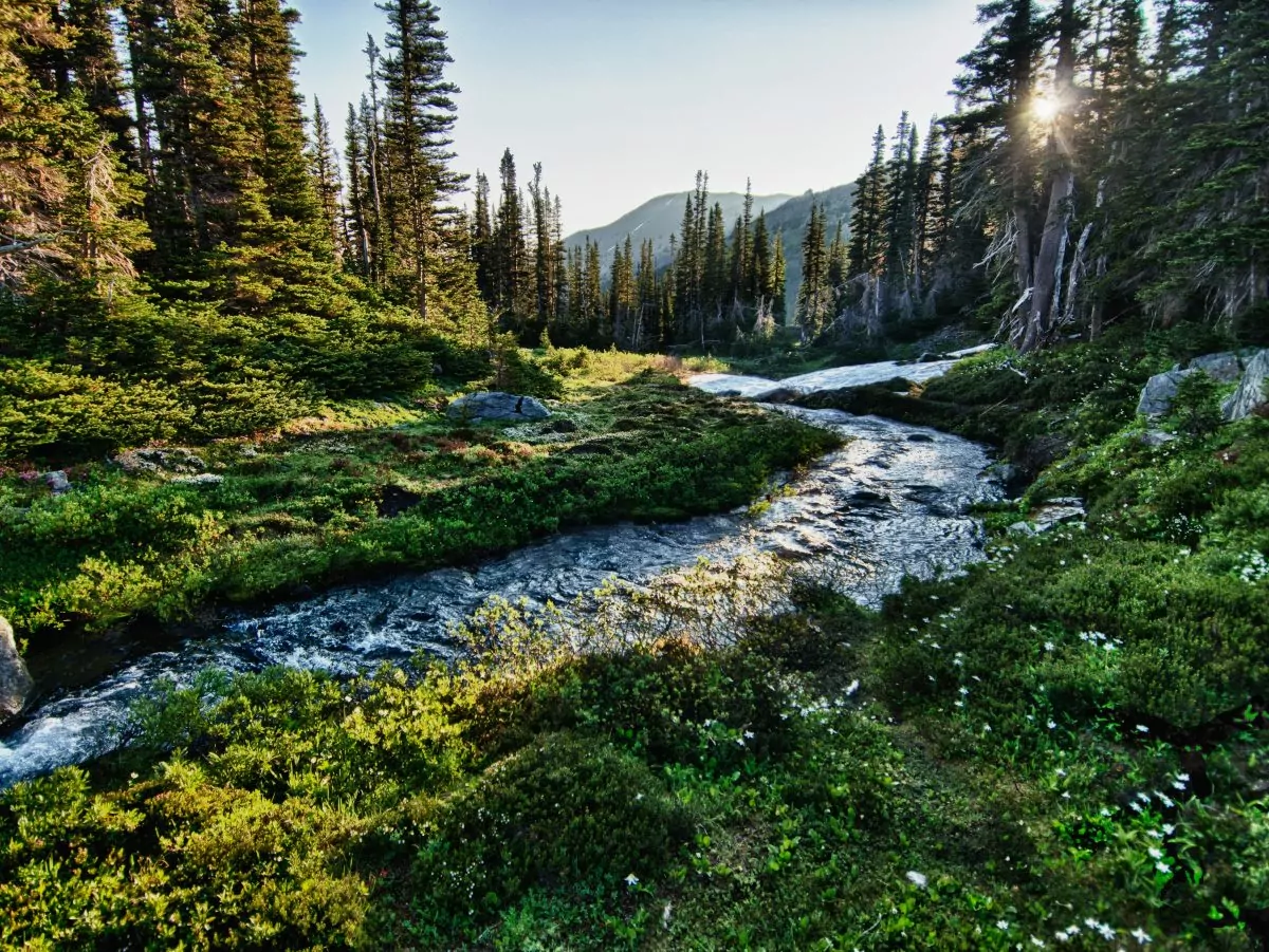 Olympic national shop forest best hikes