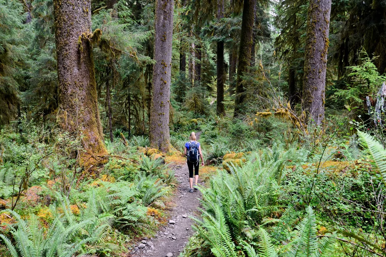 Hiking in a rain forest