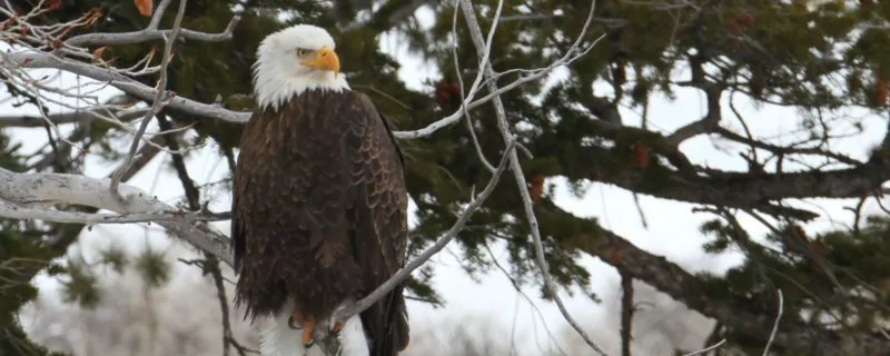 Bald eagle 