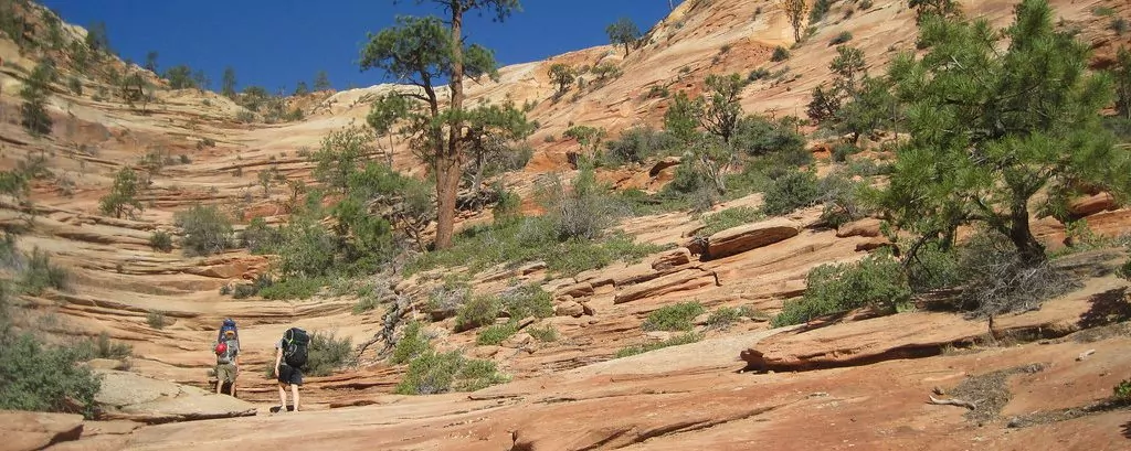 Zion rocks and trees