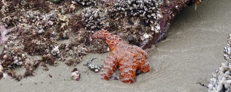 Starfish on the sand