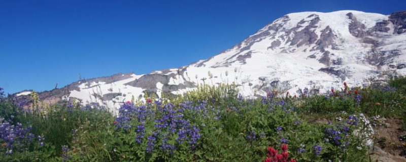 Skyline trail wildflowers and mountain