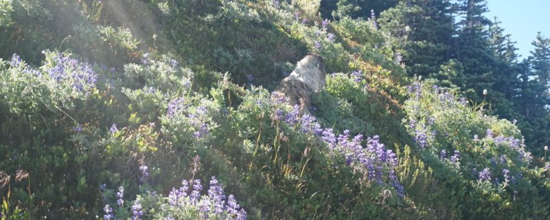 Wonderland trail wildflowers