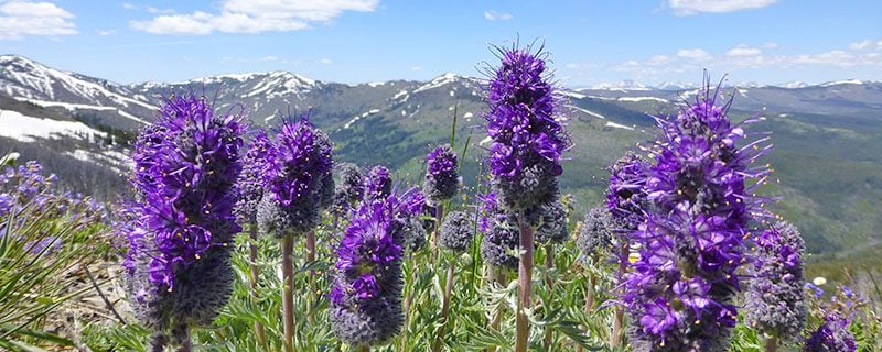 Purple Flowers-Washburn