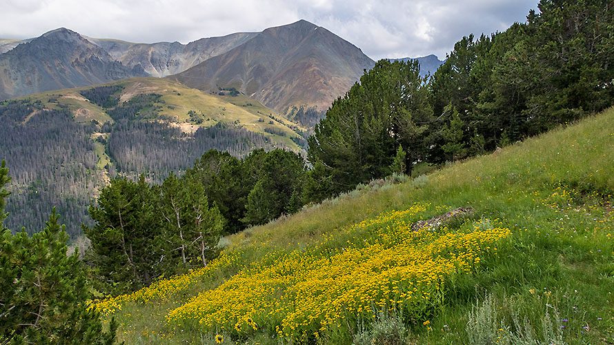 Mountain hillside with wildflowers