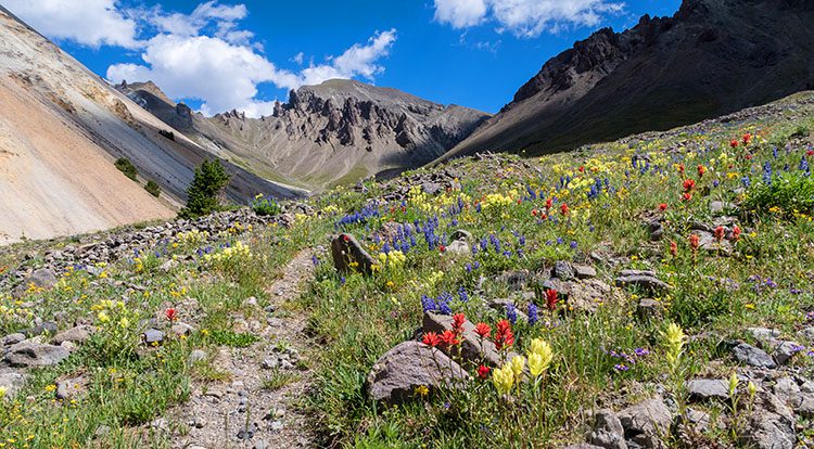 Colorful wildflowers beside dirt mountain trail