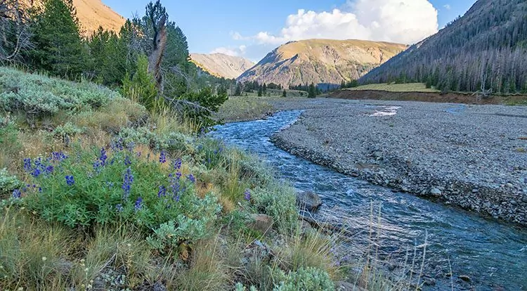 River with grassy bank and stones