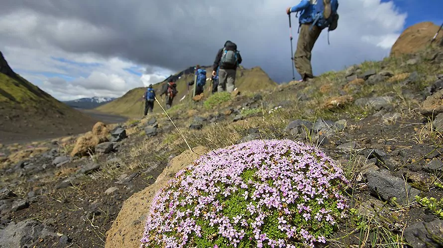 Hikers descending with pink flowers in foreground