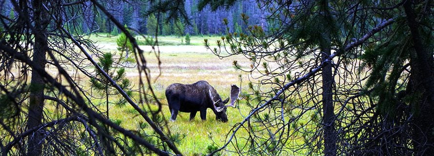 Moose Meadow