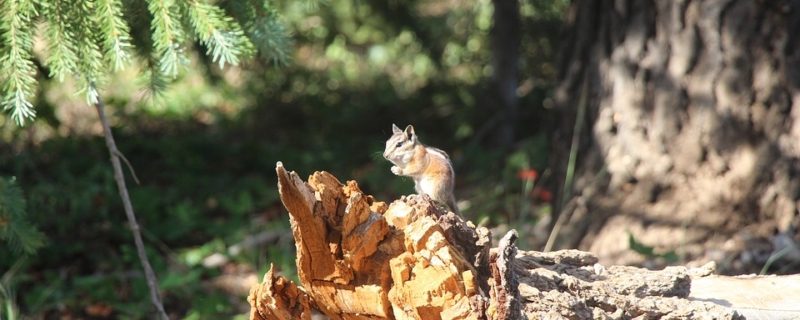 Mossy cave chipmunk