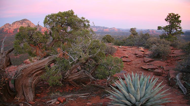 Desert shrubbery on red dirt