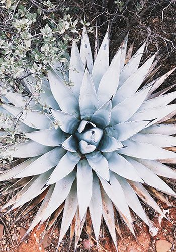 white blue desert flower