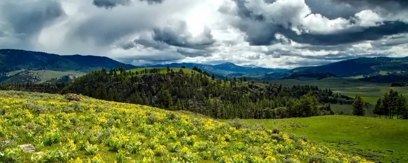 Wildflowers hillside