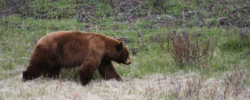 Brown Bear