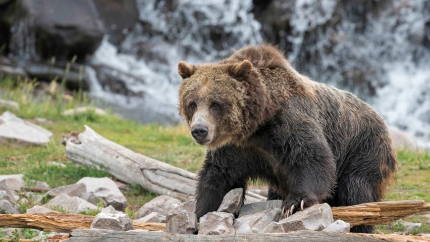 Grizzly bear on log