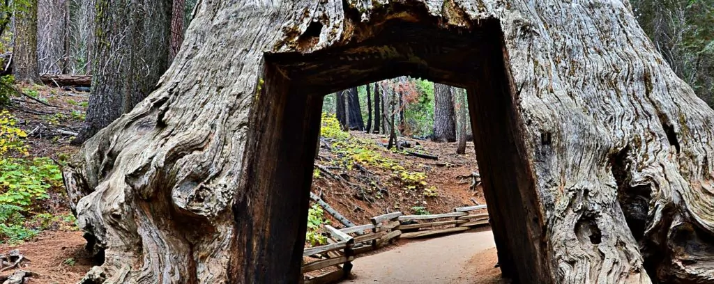 Giant Sequoia tree with hole