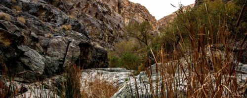 Darwin Falls grass