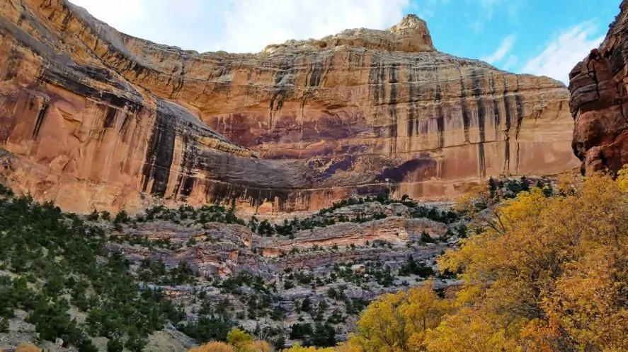 Desert varnish with trees