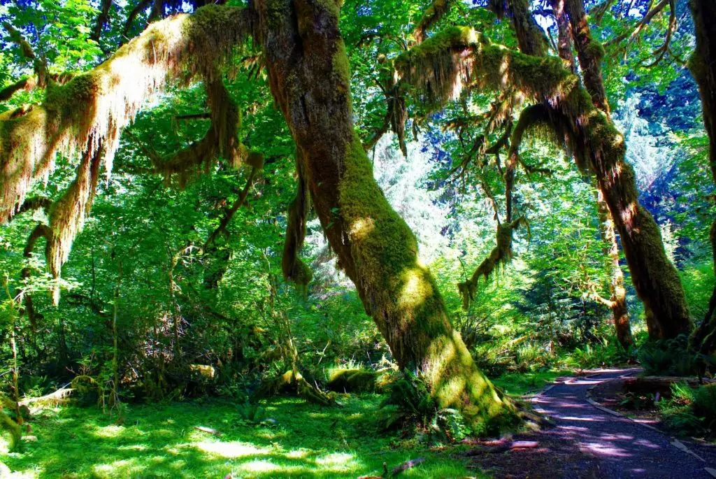 Mosses - Olympic National Park (U.S. National Park Service)