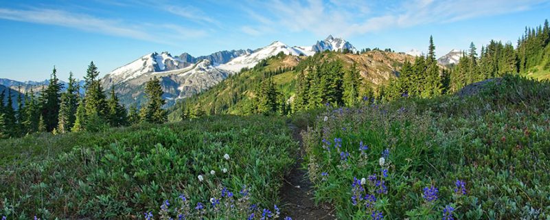 Hannegan wildflowers and grass