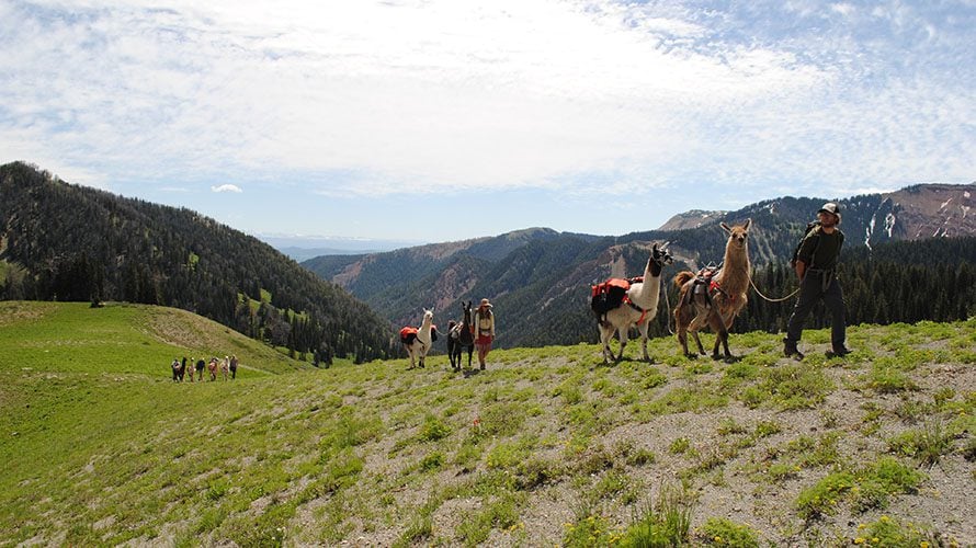 Wild Wyoming Llama Trek | Wildland Trekking