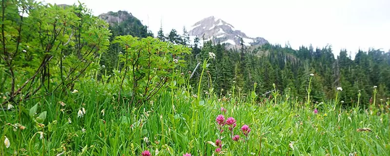 Grass and flowers