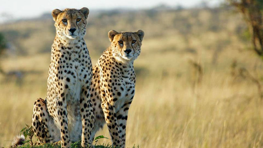 With Safari Tourism on Hold, Locals and Animals Are at Risk