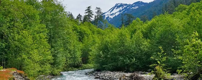 River and green trees