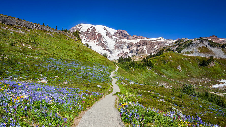 Lovers lane trail olympic national park best sale