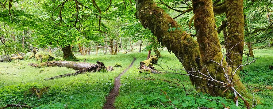 East fork 2025 quinault river trail