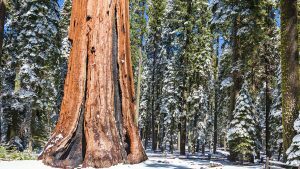 Yosemite Winter Hiking Trees