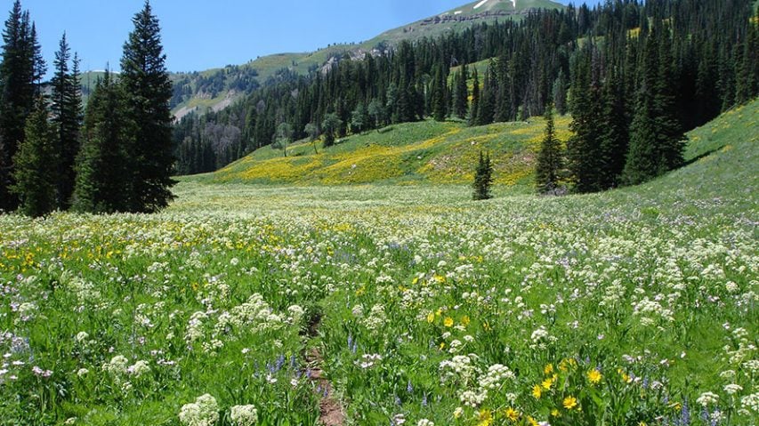 Cliff Creek Falls Wyoming Backpacking Trip | Wildland Trekking