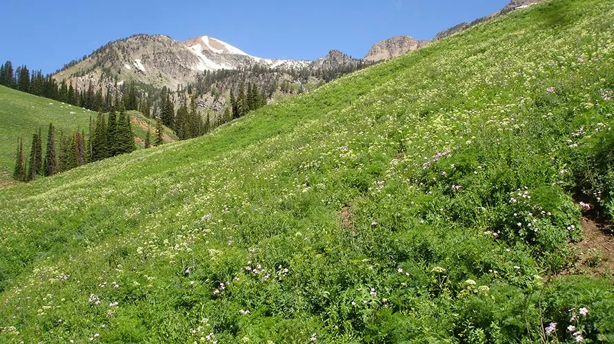 Cliff Creek Falls Wyoming Backpacking Trip | Wildland Trekking