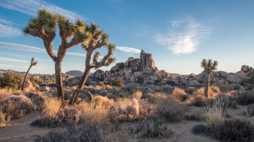 Getting to Know Joshua Tree | Wildland Trekking Blog