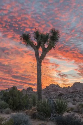Joshua Tree sunset and clouds