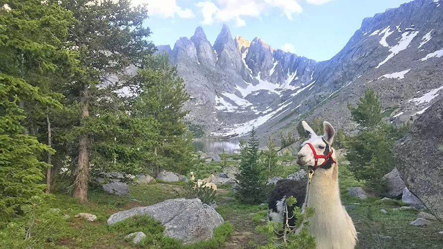 llama trekking trip listening answers