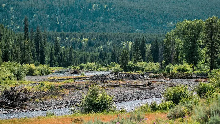 Lamar river trail yellowstone sale