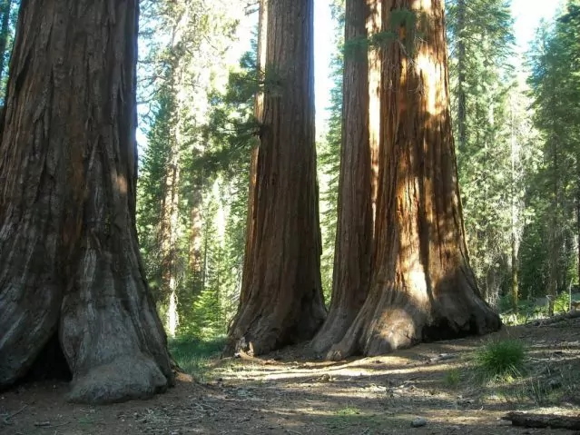 Mariposa sequoia