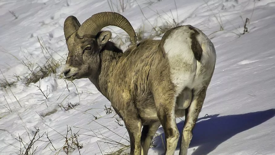 Rocky Mountain National Park Snowshoe Tour | Wildland Trekking