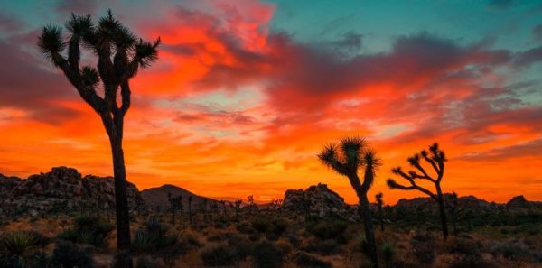 Joshua Tree red sunset