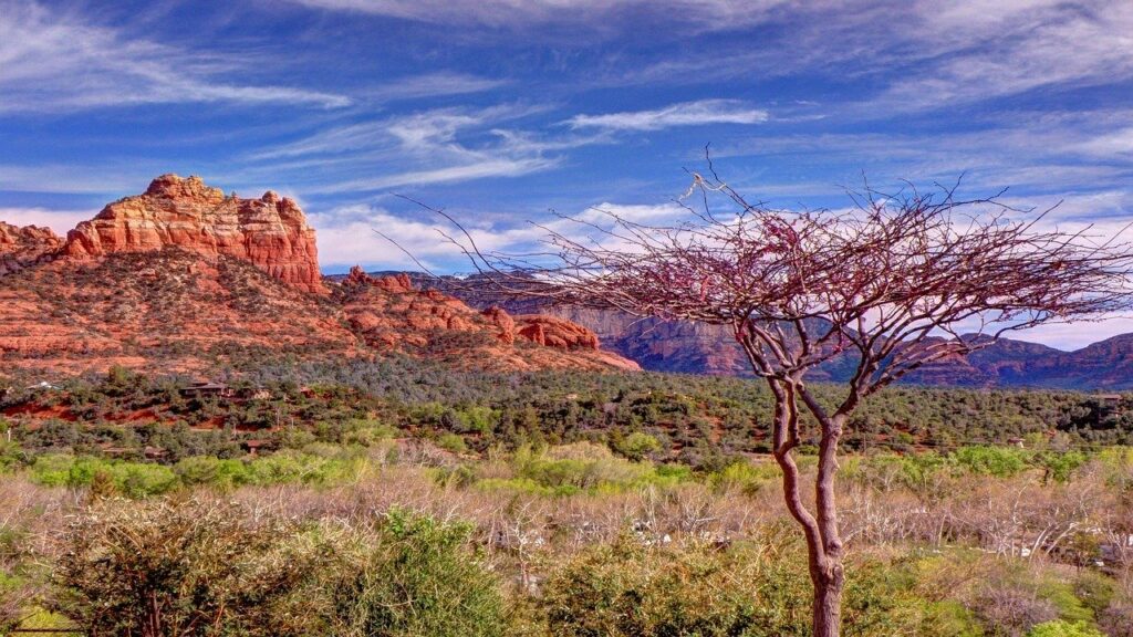 Tree in front of rugged mountain