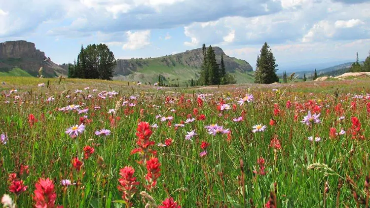 Green Lakes Wyoming Llama Hikes | Wildland Trekking