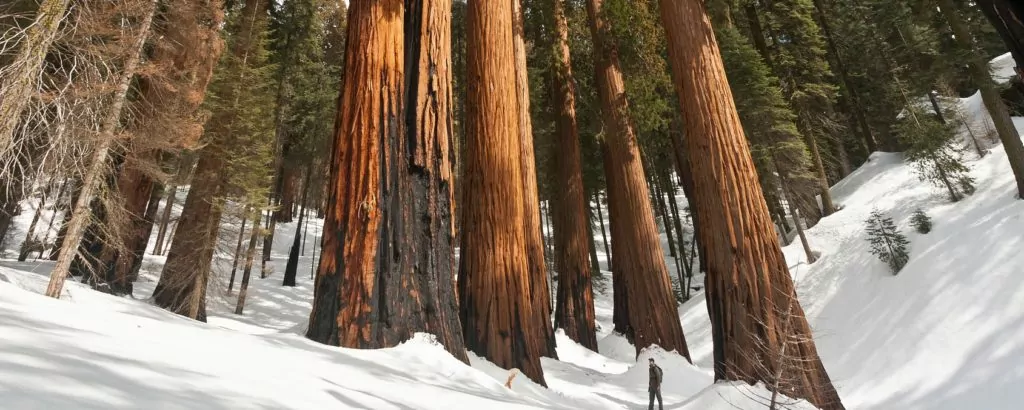 Sequoia in snow