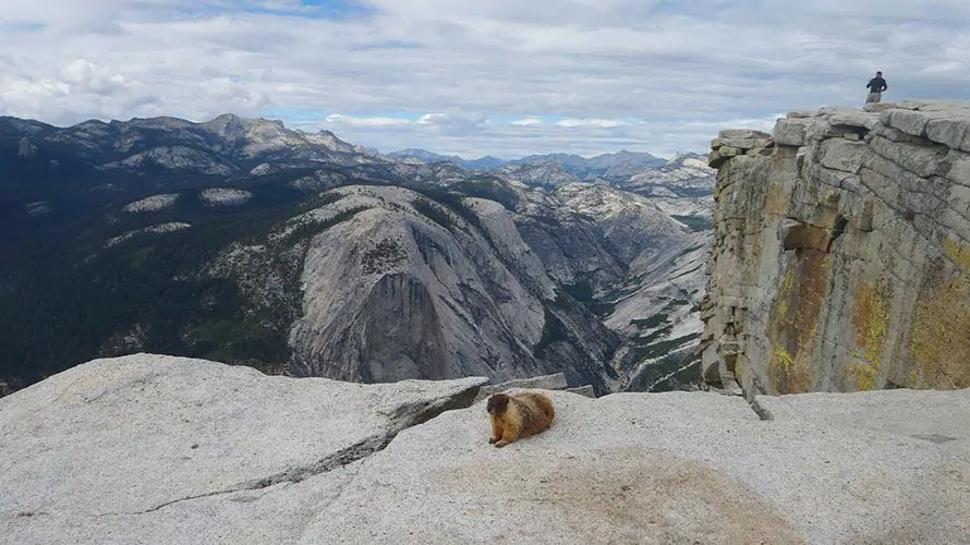 A marmot sits atop el cap in yosemite national park